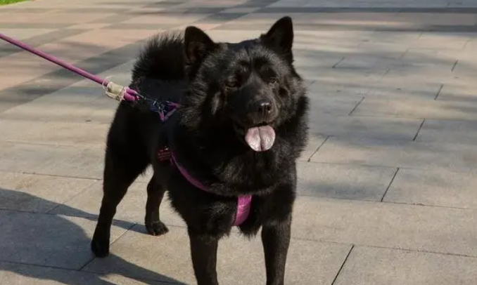五黑神犬多少钱