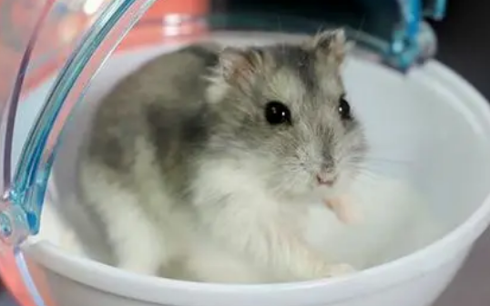 仓鼠能喝牛奶吗?来看看这篇文章吧 仓鼠能喝牛奶吗?来看看这篇文章吧