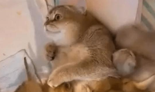 舍不得卖掉小猫,每次喂奶,妈妈表情亮了 舍不得卖掉小猫,每次喂奶,妈妈表情亮了