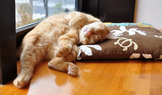 猫咪躺着的时候甩尾巴是咋回事啊 猫咪躺着的时候甩尾巴是咋回事啊