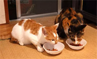 猫粮应该怎么选？猫咪年龄很关键！