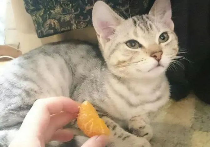 猫咪能不能吃橘子
