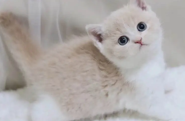 不养短脚猫的4个原因get一下! 不养短脚猫的4个原因get一下!