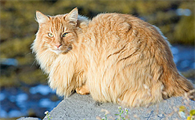 猫得了猫传腹怎么办