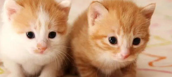 猫仔多大可以抱走它