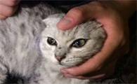 猫咪吃多西环素最多吃多少天好