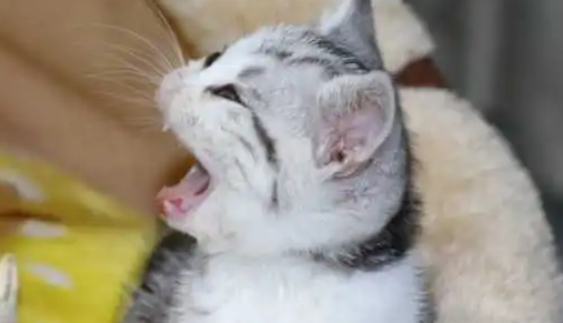 猫咪鼻子老是哼哼哼哼的