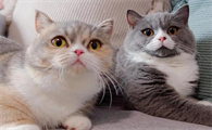 猫咪绝育手术后护理多长时间
