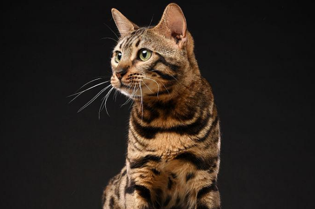 豹猫吃的猫粮 豹猫吃的猫粮
