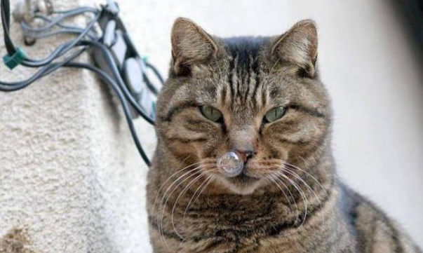 猫鼻涕用什么药