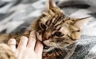 猫咪咬人怎么办