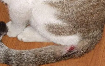 猫流血是怎么回事不知道哪里流血了