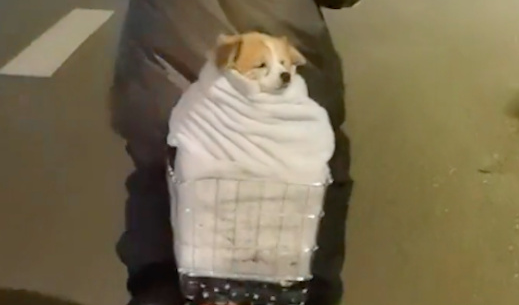 狗狗站不起了，大妈骑电动车带它出来散步