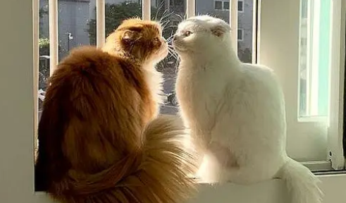 宠物猫喜欢铲屎官，却不愿意被铲屎官碰