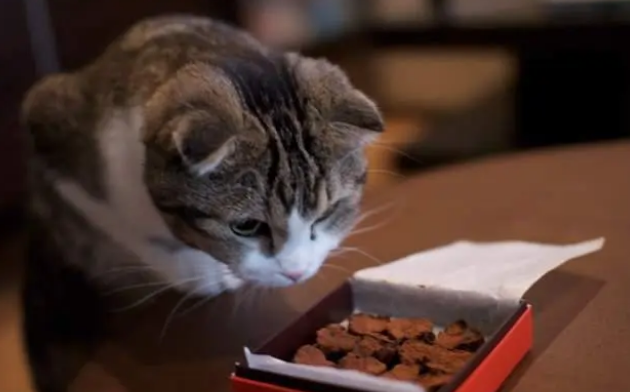小猫不能吃什么东西