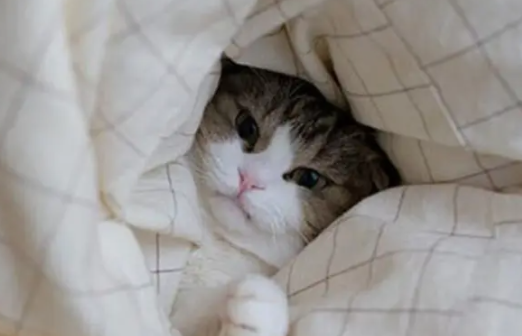小猫身上凉很虚弱什么症状啊