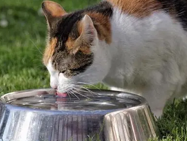 猫生病为什么趴在水里 猫生病为什么趴在水里
