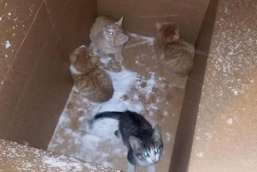 一窝小奶猫遭遗弃，暴风雪中冻得瑟瑟发抖