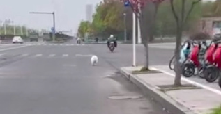 阿姨骑电动车忘记带狗了，它在后面疯狂追车