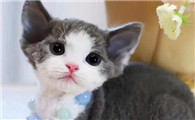 德文卷毛猫骗局
