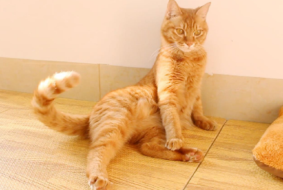 猫咪忧郁症的表现有哪些