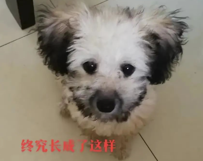 买只狗子老板说是灰贵，越长越好看，可结果