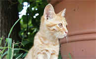 猫咪感冒了有什么症状表现