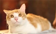 怎么判断猫要生了?