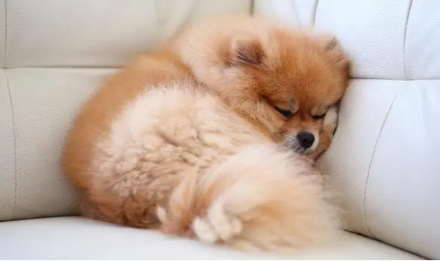 博美犬不能吃什么食物 博美犬不能吃什么食物