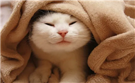 猫猫耳螨怎么办