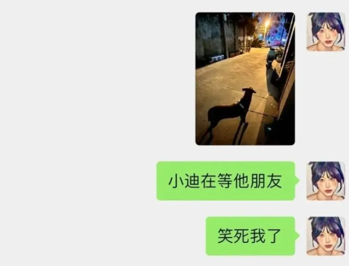 小狗每天准时在门口等待着心心念念的Ta