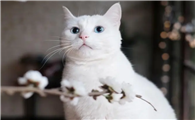 猫猫一直呕吐