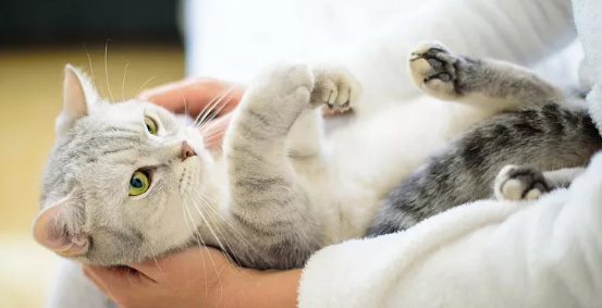 小猫没有母猫怎么喂养啊