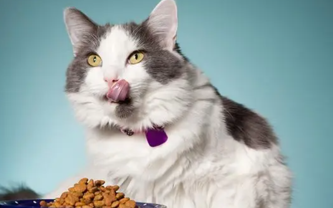 猫咪可以吃人吃的维生素b吗 猫咪可以吃人吃的维生素b吗
