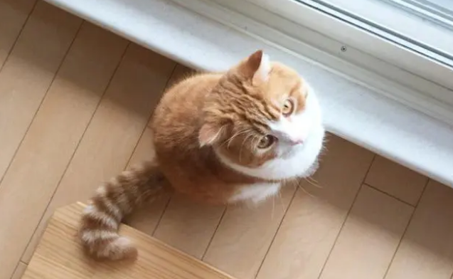 猫耳朵流黑色的东西