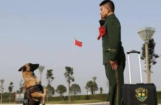 中华土狗为啥不能做军犬,听完兵哥哥的解释,网友:确实不敢用! 中华土狗为啥不能做军犬,听完兵哥哥的解释,网友:确实不敢用!