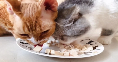 小猫吃什么食物