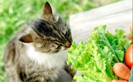 猫最爱吃的10种蔬菜