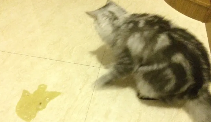猫吐黄水带泡沫是什么原因