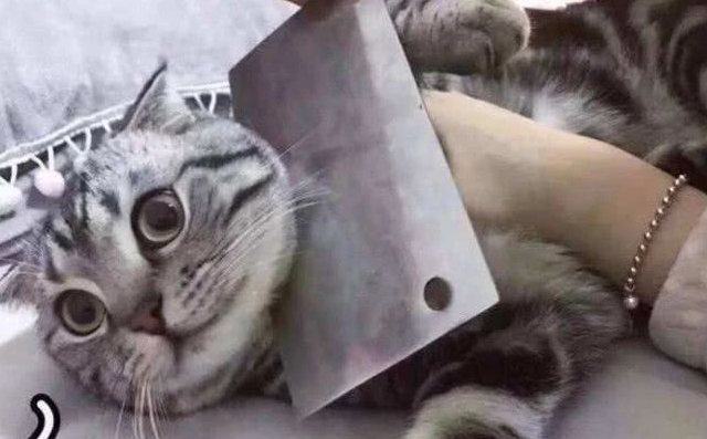 猫老是生病，改命“大顺”后，再也不生病了