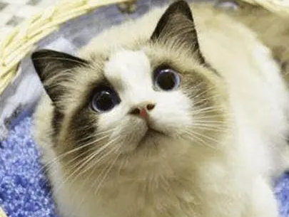 猫感冒是什么表现