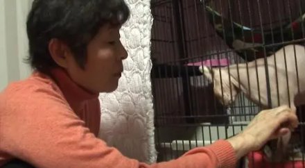 斯芬克斯猫攻击主人,原因居然让所有人心疼 斯芬克斯猫攻击主人,原因居然让所有人心疼
