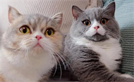 猫为什么突然在床上尿了一点