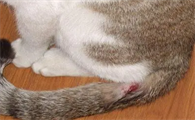 猫流血是怎么回事不知道哪里流血了