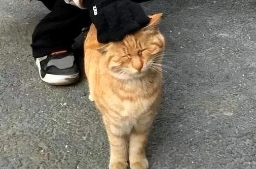 养“橘猫”半年,网友表示:我开始讨厌它了 养“橘猫”半年,网友表示:我开始讨厌它了