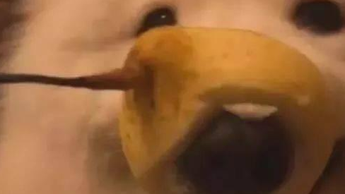 狗狗偷吃雪梨,刚好逮个正着,主人不骂反而爆笑! 狗狗偷吃雪梨,刚好逮个正着,主人不骂反而爆笑!