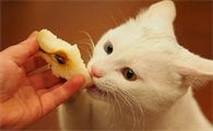 猫可以吃梨吗