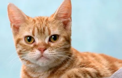 猫咪一直发抖为什么不吃东西