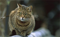猫吐黄色粘稠怎么办
