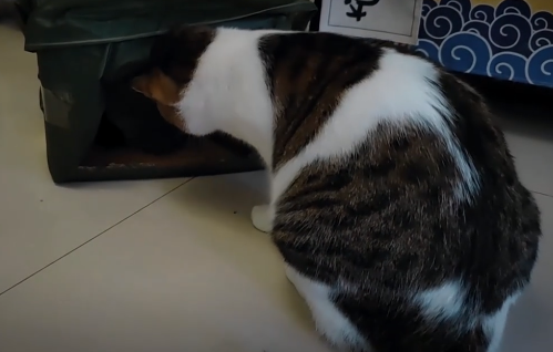 怎么给野猫搭窝 怎么给野猫搭窝